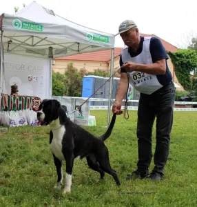 Dachshund - Sósrét-Menti