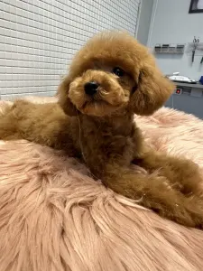 Poodle Toy - Prada Pupett