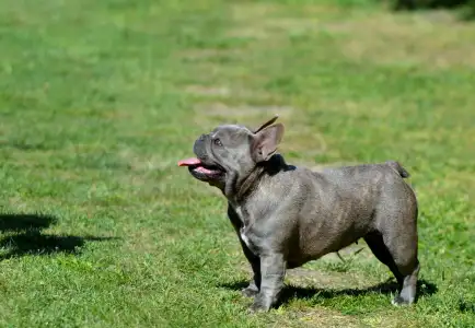 Buldog francuski - Amanda