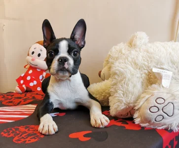 Boston Terrier - Wide Wings Black