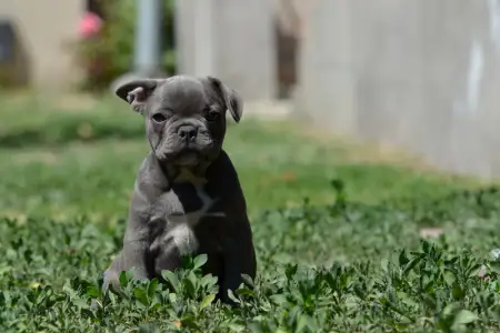 Francia bulldog - Magnus