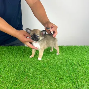Chihuahua - Kimi