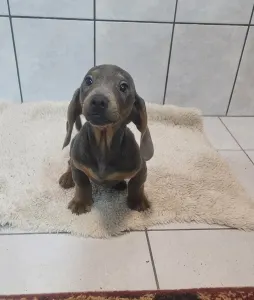 Dachshund - Plútó