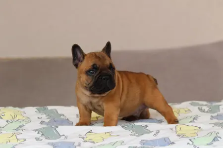Französische Bulldogge - Udon
