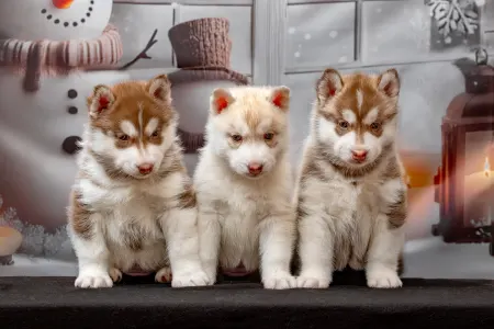 Husky siberian - Yellow