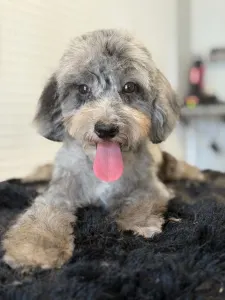 Poodle Miniature - Dexter