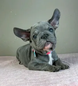French Bulldog - Oliver