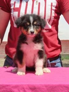 Australian Shepherd - Dailos Pralines 