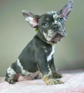 Bulldog francese - Rick