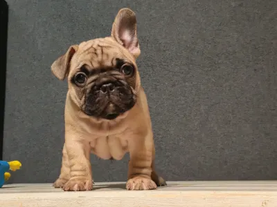 French Bulldog - Elmo