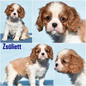 Cavalier king Charles spaniel - Zsüliett