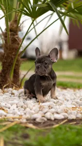 Bouledogue français - Luna