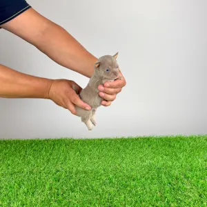 Чихуахуа - Rolly