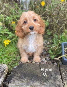 Cavapoo - Flynn