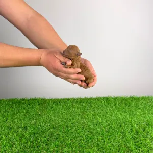 Toy uszkár - Pandur