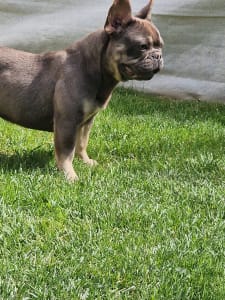 Französische Bulldogge - Iza