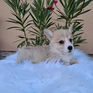 Welsh Corgi Pembroke - Chery
