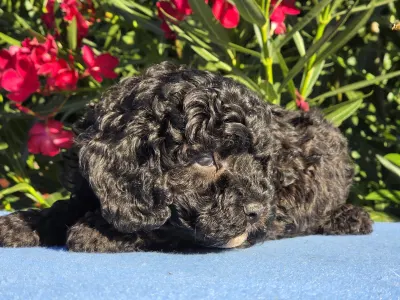 Cavapoo - Darkchoco Drake