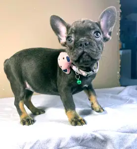 French Bulldog - Stella