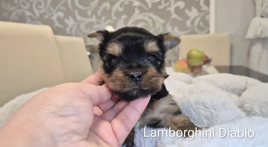 Yorkshire Terrier - Lamborghini Diablo