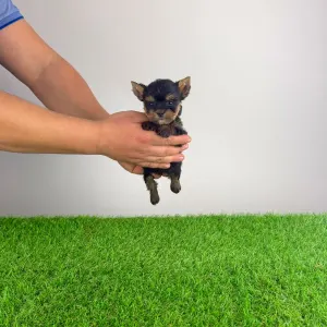 Yorkshire Terrier - Kleff