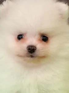 German Pomeranian Spitz - Diego