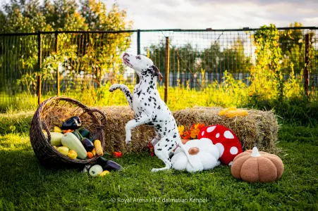 Dalmatiner - Royal Arena Htz Bruno