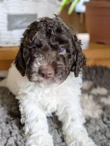 Romagna Water Dog - Ürömi Szarvasgombász Ignazio