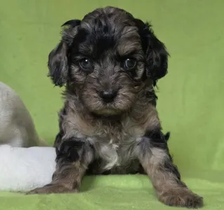 Cavapoo - Max