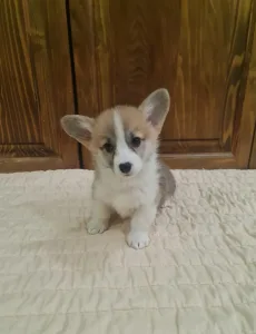 Welsh Corgi Pembroke - Dorina