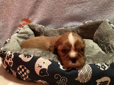 Cavalier King Charles Spaniel - Dancy