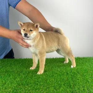 Shiba - Kami