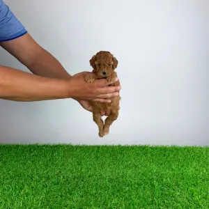 Poodle Miniature - Venice