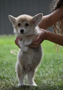 Welsh Corgi Pembroke - Marrakesh