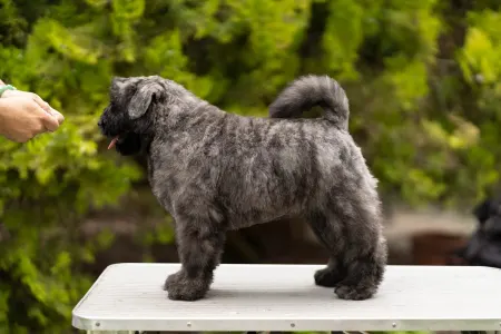 Flanders Cattle Dog - Szürke