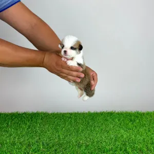 Welsh Corgi Pembroke - Chita