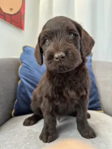 Labradoodle - Dertons Aspen