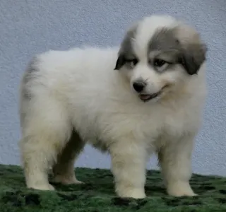 Pyrenean Mountain Dog - Candybelldream Emily