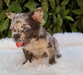 Französische Bulldogge - Max
