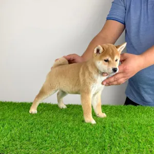 Shiba - Kaida