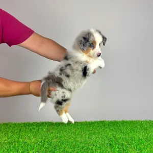Australian Shepherd - Tita