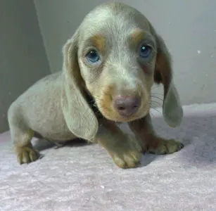 Dachshund - Parker