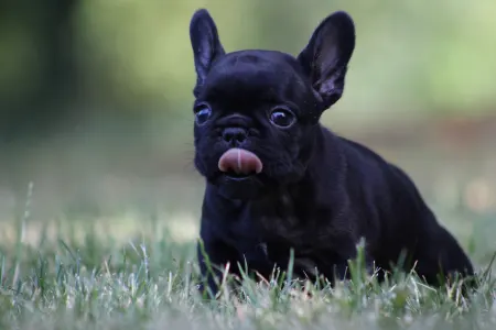 French Bulldog - Bagira