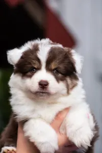 Miniature American Shepherd - Winstead Heartbeat Haven