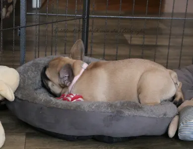 French Bulldog - Bársonyka