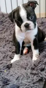 Boston Terrier - Harper