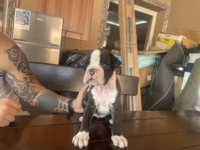 Deutscher Boxer - Lana