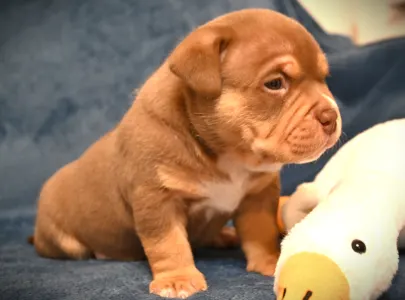 Amerikai Bully - Pocket - Winnie