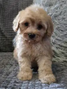Cavapoo - Hunter