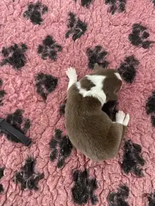 Border Collie - Fekete Nyakörv/ Barna Kan